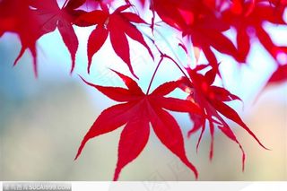 枫叶美景-红透的枫叶