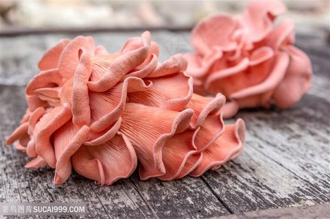 蘑菇美食食材高清图片