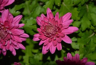 大朵菊花素材图片