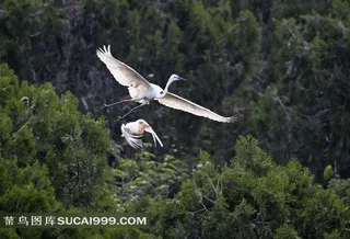 树林里飞翔的白鹭