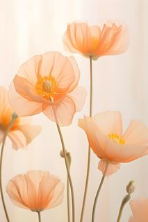 鲜花粉色唯美意境摄影