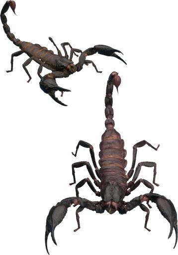 蝎子 PNG免抠(1868x2666)