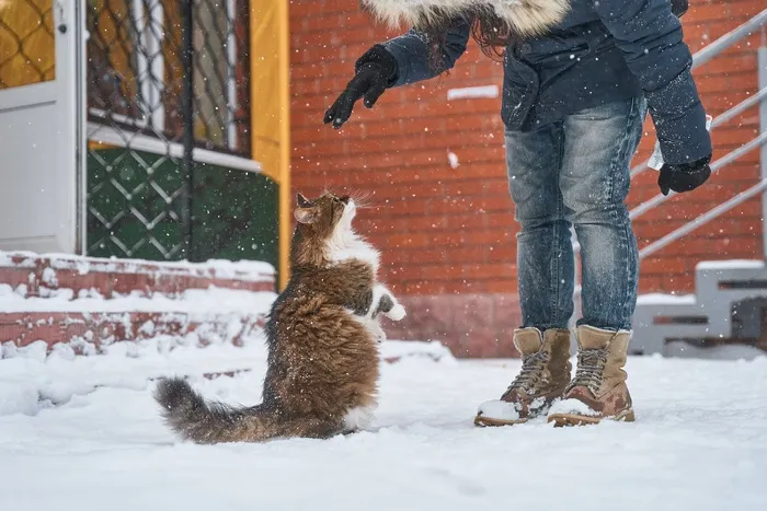 可爱猫咪猫猫摄影素材