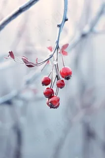 小雪冬天节气简约冰果实海报背景