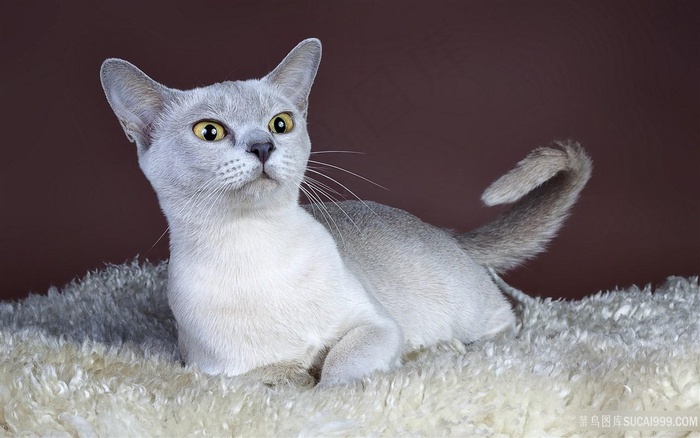 猫咪唯美壁画