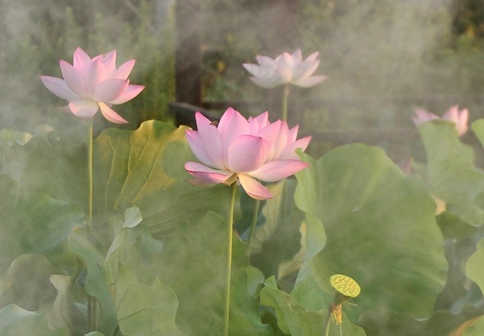 瑶池花开又一年