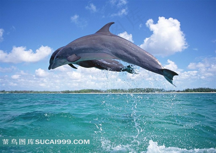 海洋的精灵海豚摄影大图