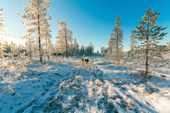 冬天白雪林木背景风景
