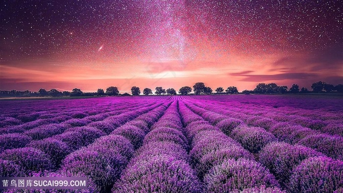 薰衣草花海风光风景图片