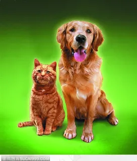 宠物猫（猫和够）