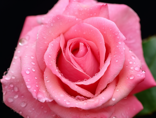 a close up of a pink rose with water droplets, a picture by Hans Schwarz, pixabay, romanticism, pink rosa, pink rose, outstanding detail 