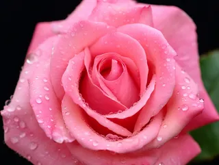 a close up of a pink rose with water droplets, a picture by Hans Schwarz, pixabay, romanticism, pink rosa, pink rose, outstanding detail 