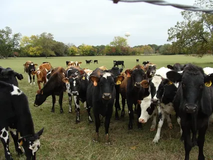 牛奶牛牧场牛奶草原原生态黄牛牛群