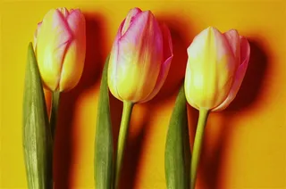 三只郁金香高清鲜花图片