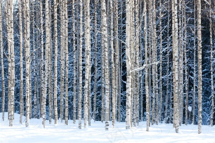 冬天雪地凋零树干排排列唯美风景图片