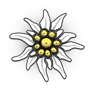 雪绒花 PNG免抠