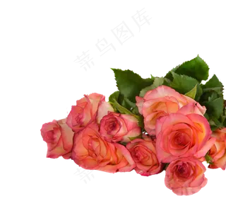 玫瑰, 花朵, 自然, 透明的背景玫瑰