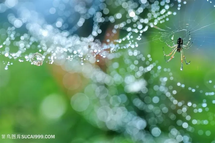 唯美雨后水珠蜘蛛鲜花图片昆虫图片
