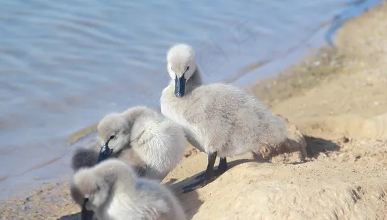 可爱灰色小鸭子图片