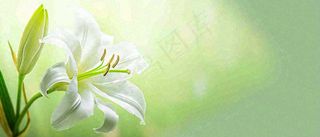 白色鲜花百合花鲜花意境简约，教师节淡雅摄影图