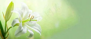 白色鲜花百合花鲜花意境简约，教师节淡雅摄影图