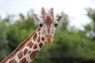 长颈鹿动物非洲鹿动物园设计素材