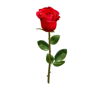 免抠玫瑰花实物摄影图片