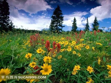 花丛松树摄影背景图片