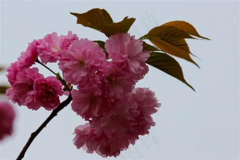 鲜花粉色樱花高清素材大图