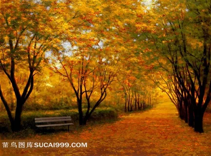 秋天落满树叶的公园