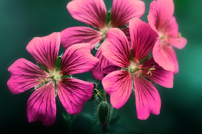 花, Storchschnabel, 夏天, 自然, 植物群