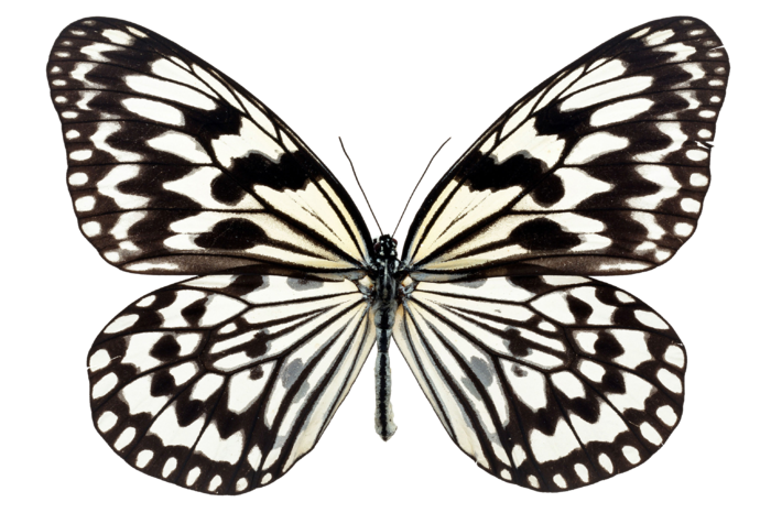 蝴蝶 彩蝶 花蝴蝶 动物 昆虫 免抠 (33)