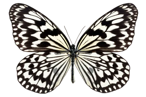 蝴蝶 彩蝶 花蝴蝶 动物 昆虫 免抠 (33)