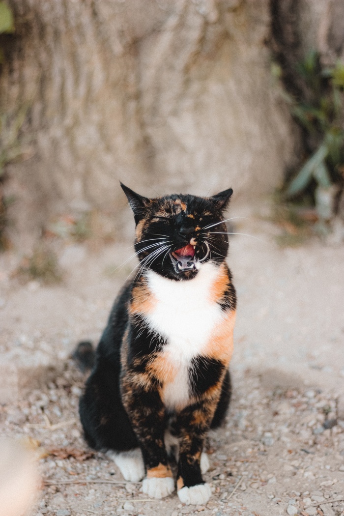 可爱猫咪猫猫摄影素材