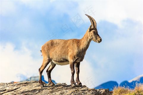 在悬崖的山羊动物大图