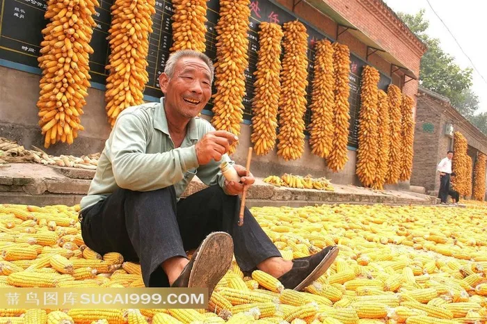 高清老农玉米摄影图片