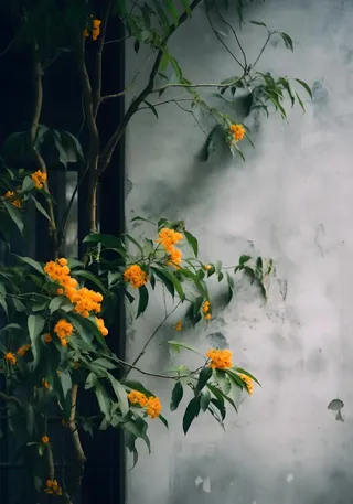 桂花橙色意境故事背景