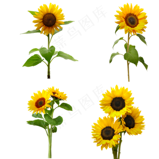 花朵, 向日葵, 夏天, 盛开, 黄色, 开花