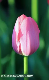 郁金香花朵素材