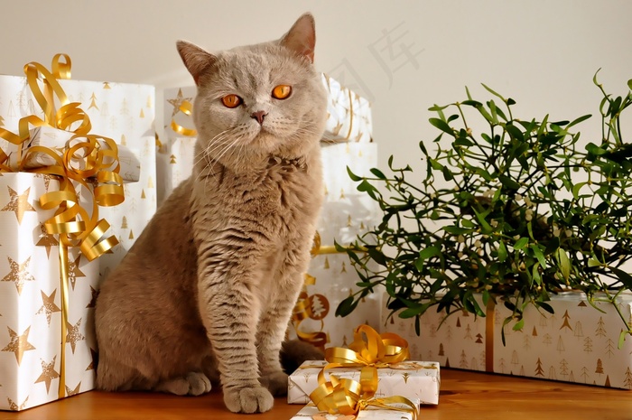 圣诞节英国短毛猫, 猫, 宠物, 猫科动物