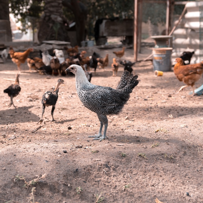 农家鸡养殖图片