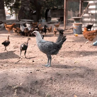 农家鸡养殖图片