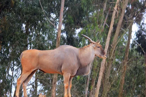 四不像图片下载