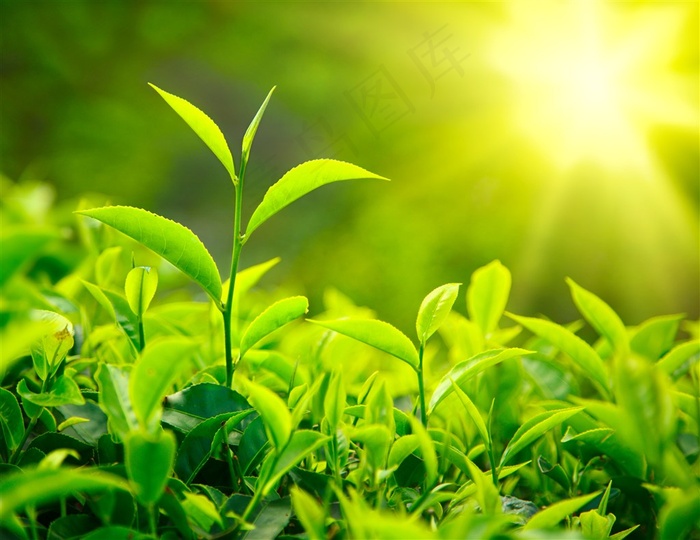 阳光下的绿色幼苗植物图片