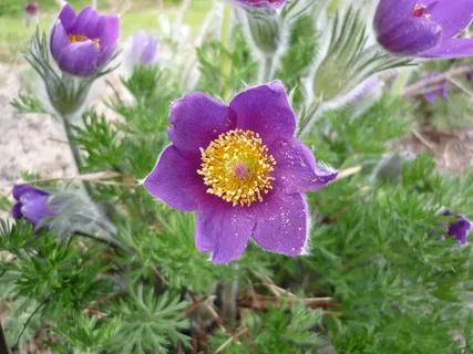 紫色鲜花花朵图片 紫色鲜花花朵图片