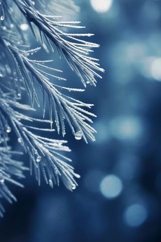 冰雪枝叶蓝色背景