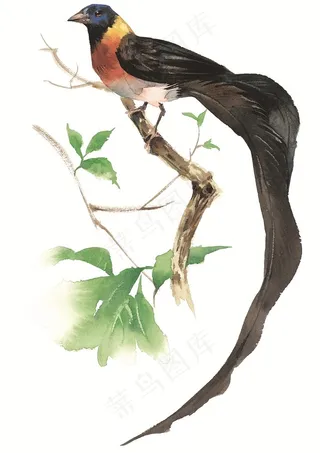 花鸟画图案素材