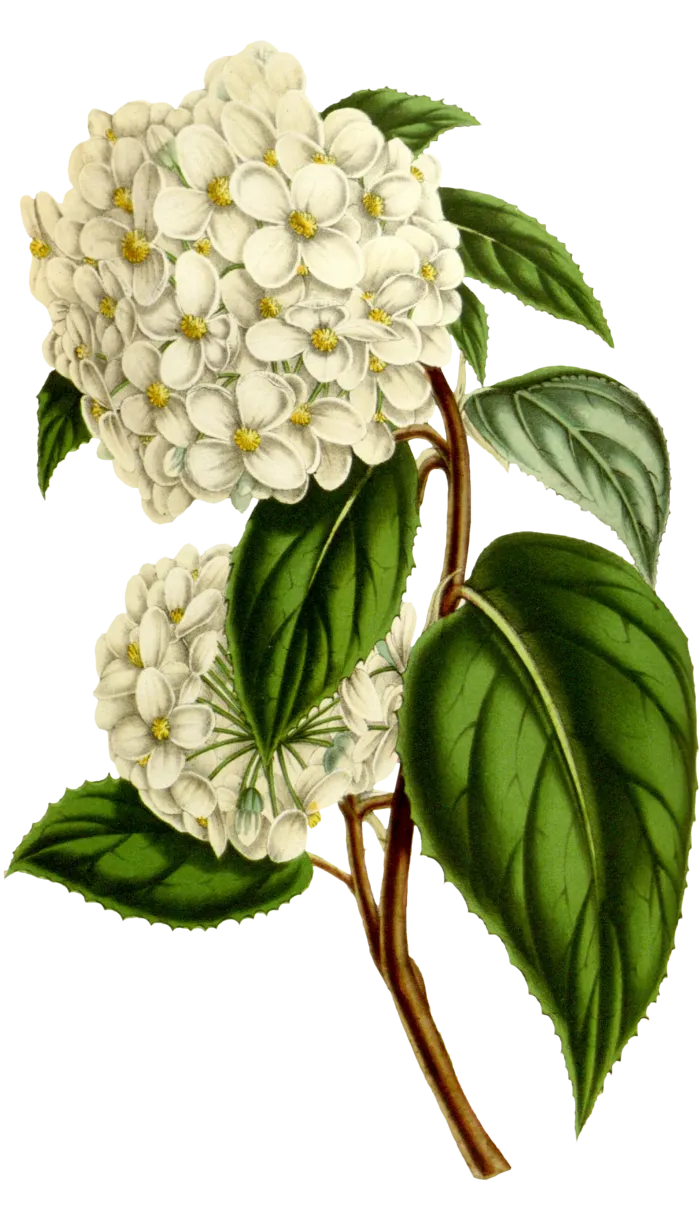 复古手绘植物花卉玫瑰花PNG免扣图案高清图片PS设计素材图