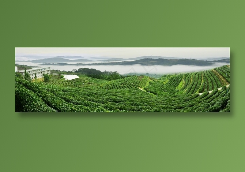高山茶园全景高清摄影图片