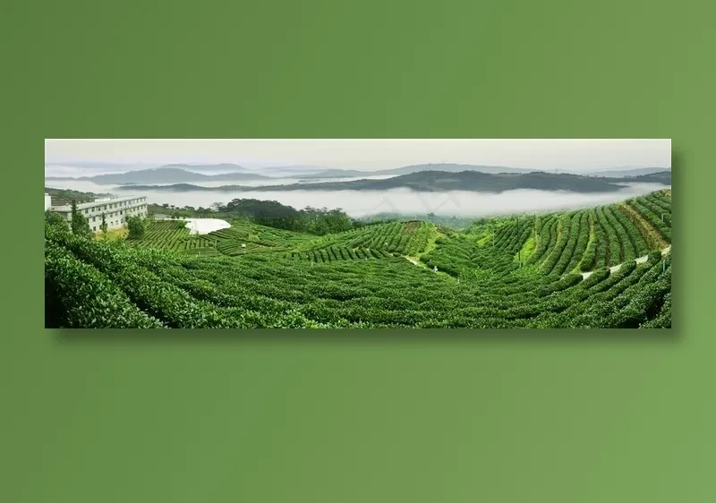 高山茶园全景高清摄影图片